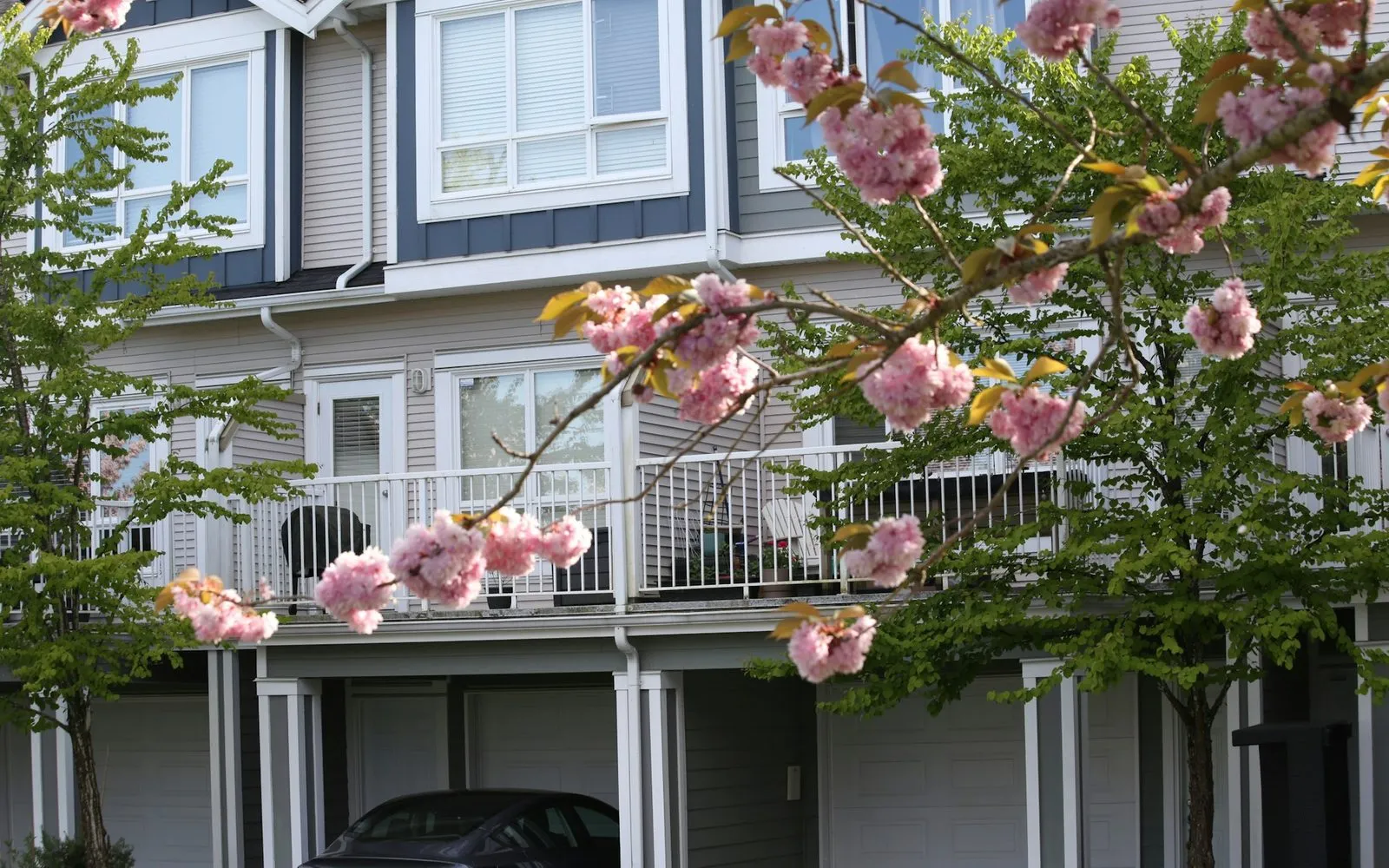 A wood-frame townhouse row in British Columbia with a cherry tree in bloom